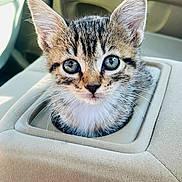Koko joined the competition — help win amazing prizes! kitten, cat, animal, pet, feline, car, interior, center_console, portrait, close_up, wide_eyes, ears, whiskers, striped_fur, tabby, sitting, curious, cute, indoors, photography