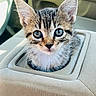 kitten, cat, animal, pet, feline, car, interior, center_console, portrait, close_up, wide_eyes, ears, whiskers, striped_fur, tabby, sitting, curious, cute, indoors, photography