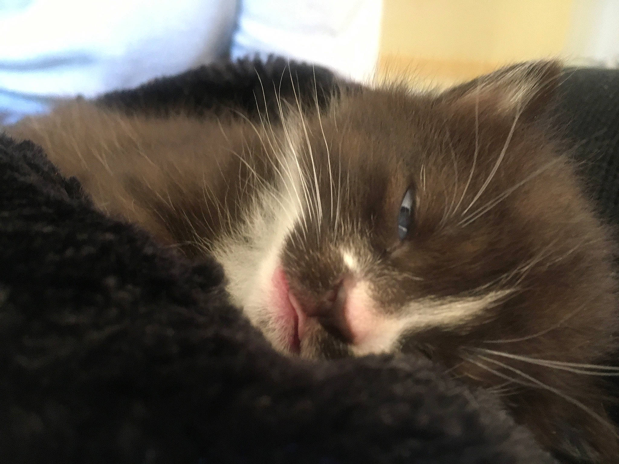 éclipse participe au concours pour gagner de l'argent avec cette photo : black_hair, carnivore, cat, close_up, domestic_short_haired_cat, ear, eye, felidae, fur, hair, kitten, nap, norwegian_forest_cat, nose, small_to_medium_sized_cats, snout, whiskers