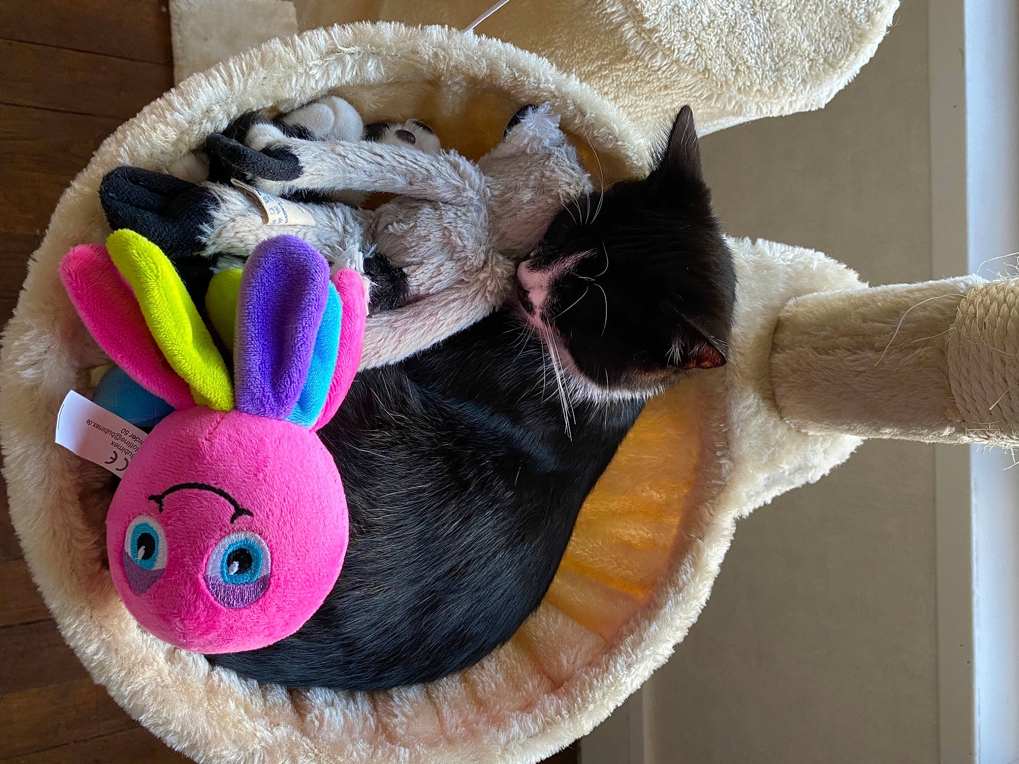 éclipse participe au concours pour gagner de l'argent avec cette photo : black_cat, carnivore, cat, cat_bed, cat_supply, cat_toy, ear, fawn, felidae, fur, pink, plush, small_to_medium_sized_cats, stuffed_toy, tail, toy, whiskers, wool