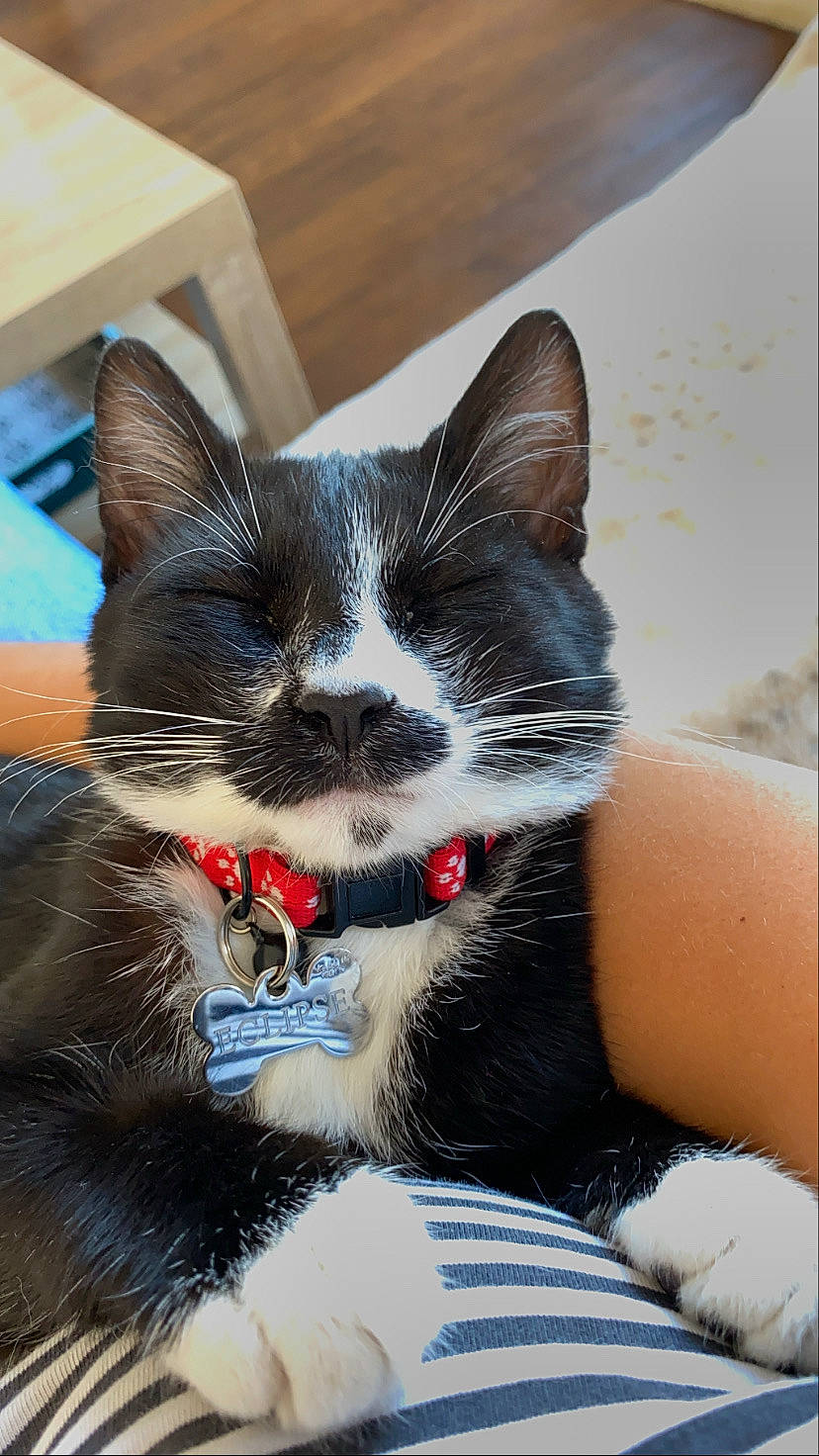 éclipse participe au concours pour gagner de l'argent avec cette photo : carnivore, cat, domestic_short_haired_cat, ear, european_shorthair, felidae, fur, kitten, leg, mammal, ojos_azules, polydactyl_cat, small_to_medium_sized_cats, snout, whiskers