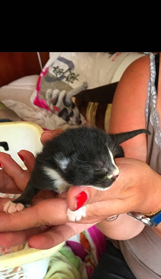 éclipse participe au concours pour gagner de l'argent avec cette photo : canidae, carnivore, ear, finger, hand, kitten, nail, puppy, shih_tzu