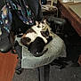 animal, black_cat, cat, cats, chair, companion, computer, cozy, desk, fur, furniture, home_office, indoor, office_chair, pet, printer, snuggling, towel, white_cat, wood_floor