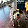 dog, indoor, floor, wooden_floor, smiling, pet, living_room, couch, blanket, door, window, happy, tail, fur, mouth_open, tongue_out, clothing, table, metal_legs, bowl