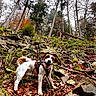 dog, stick, forest, rocks, leaves, trees, outdoor, nature, autumn, playful, animal, canine, hiking, adventure, landscape, woodland, pet, happy, daylight, ground