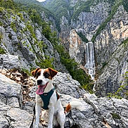 Uhlas participe au concours pour gagner de l'argent avec cette photo : dog, canine, animal, pet, outdoor, nature, mountain, rocks, waterfall, forest, hiking, landscape, adventure, happy, tongue_out, leash, greenery, daylight, scenic, travel