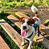 dog, outdoor, wooden_planks, grass, sunlight, happy, tongue_out, leash, harness, pet, nature, greenery, animal, small_dog, brown_and_white, playful, summer, daylight, canine, excited