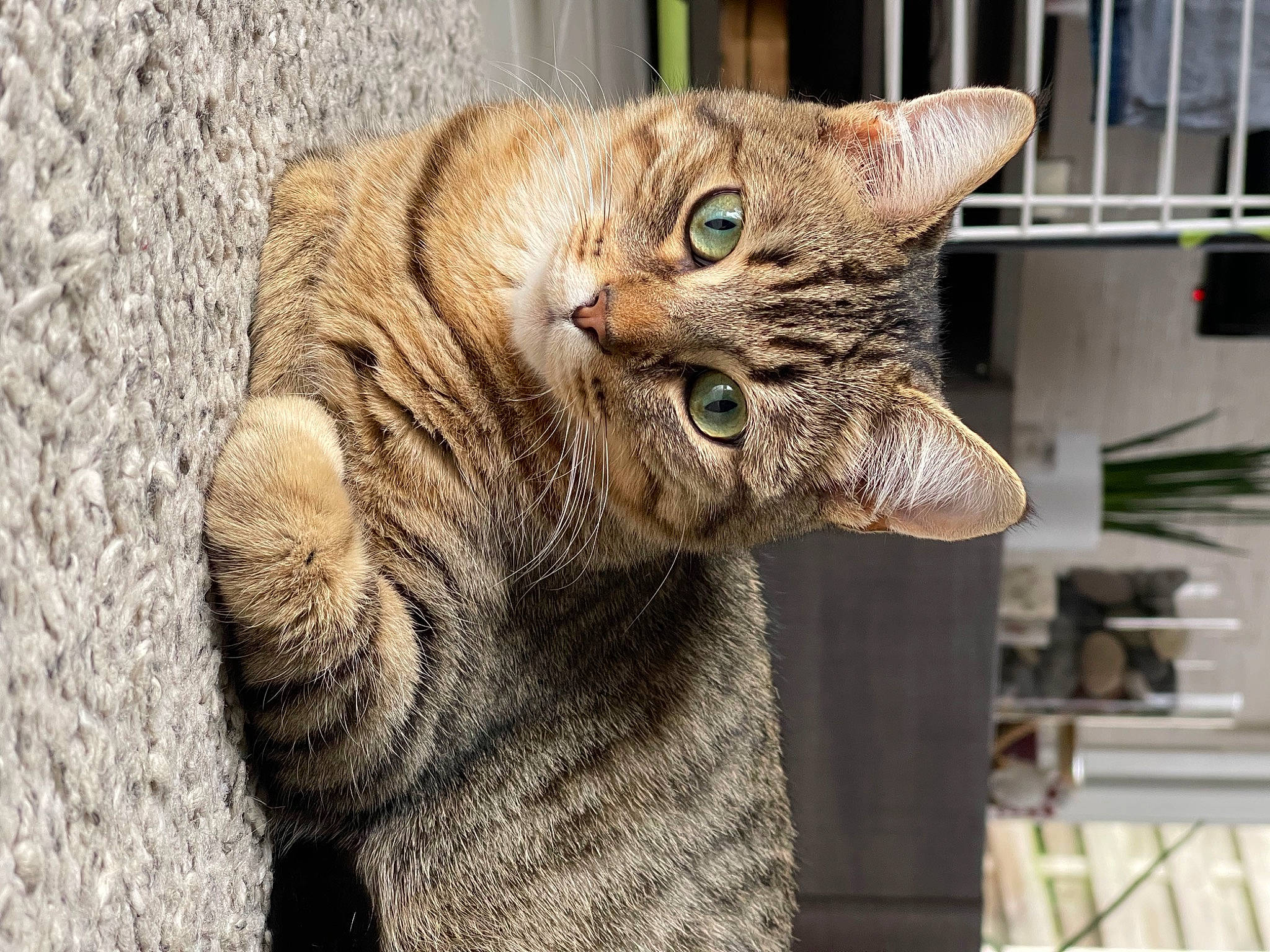 Joey a rejoint le concours — aidez-le/la à gagner de superbes lots ! carnivore, cat, claw, domestic_short_haired_cat, fawn, felidae, flowerpot, fur, plant, small_to_medium_sized_cats, snout, tail, terrestrial_animal, whiskers, wildlife