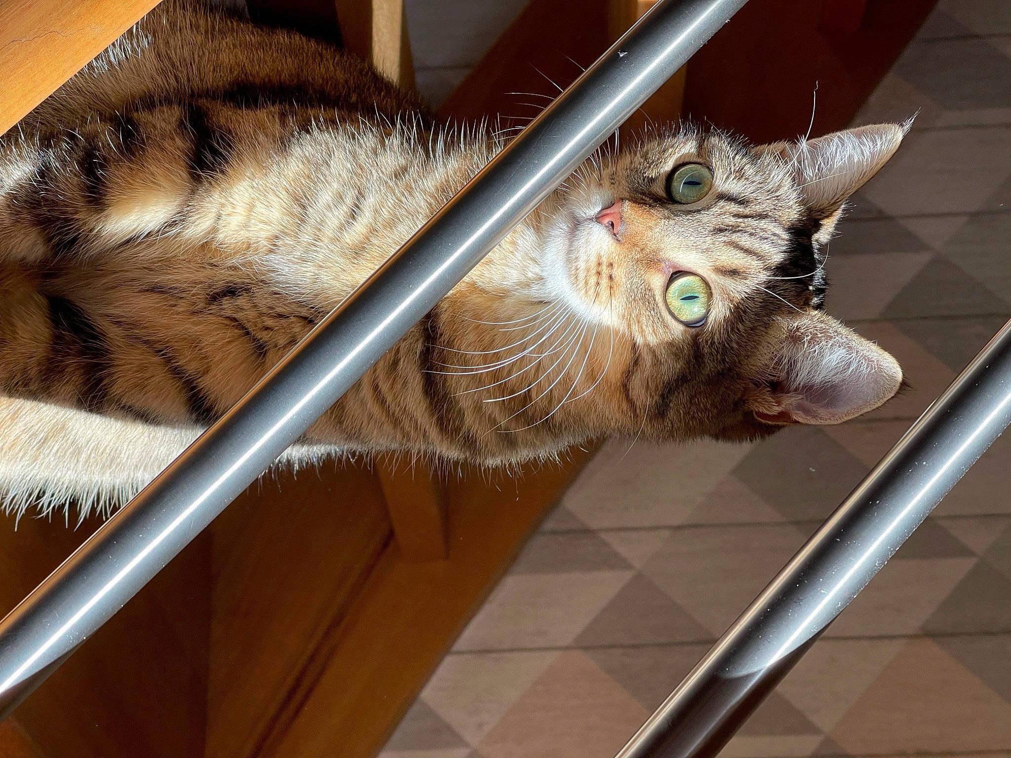 Joey a rejoint le concours — aidez-le/la à gagner de superbes lots ! animal_shelter, carnivore, cat, claw, domestic_short_haired_cat, door, fawn, felidae, flooring, fur, metal, paw, small_to_medium_sized_cats, snout, tail, terrestrial_animal, whiskers, wildlife, window, wood