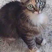 Willow is registered to the contest to win money with this photo: cat, fluffy, carpet, wide_eyes, curious, sitting, feline, tabby, white_paws, indoor, pet, cute, fur, animal, whiskers, ears, mammal, domestic, close_up, looking