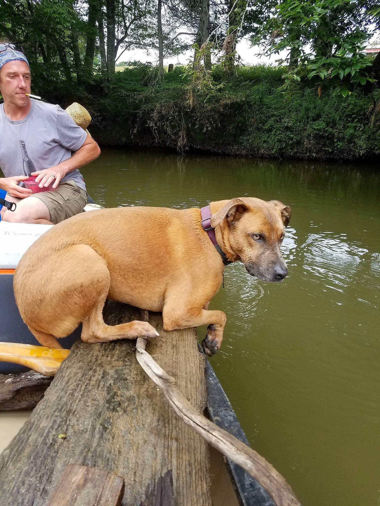 Chi is registered to the contest to win money with this photo: carnivore, collar, companion_dog, dog, dog_breed, dog_collar, fawn, gun_dog, lake, leisure, mammal, plant, retriever, shorts, snout, sporting_group, tree, vertebrate, water, working_animal