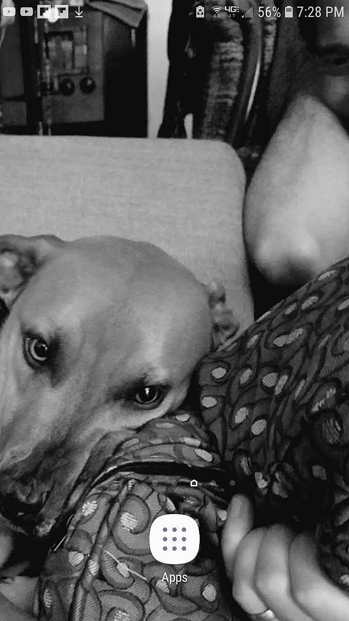 Chi is registered to the contest to win money with this photo: abdomen, black, black_and_white, carnivore, chest, close_up, dog, dog_breed, flash_photography, gesture, monochrome, monochrome_photography, photograph, snapshot, snout, style, trunk, whiskers, white, working_animal