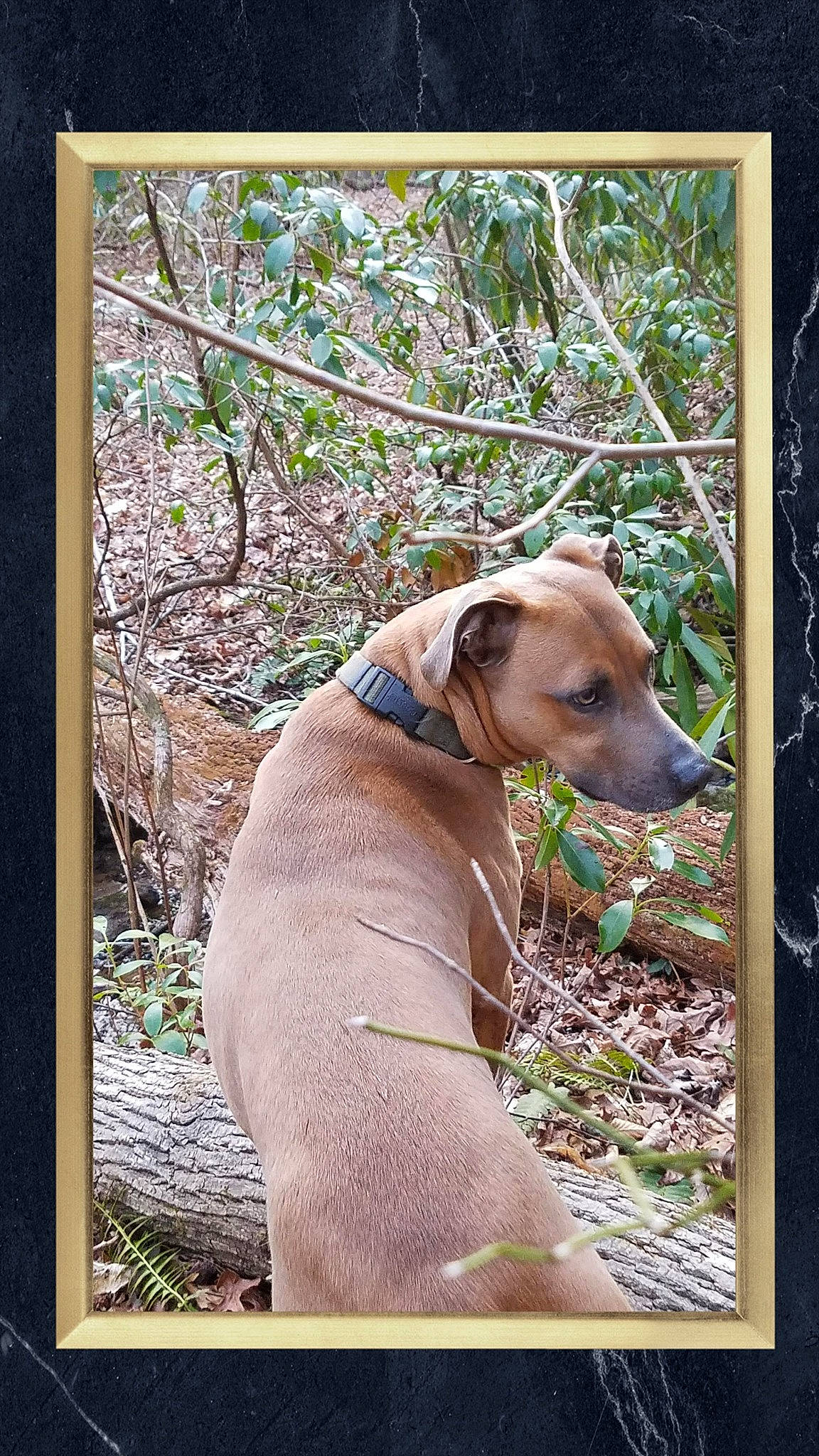 Chi joined the competition — help win amazing prizes! art, canidae, carnivore, collar, companion_dog, dog, dog_breed, dog_collar, dog_supply, fawn, gun_dog, liver, pet_supply, plant, rectangle, sporting_group, terrestrial_animal, tree, wildlife, working_animal