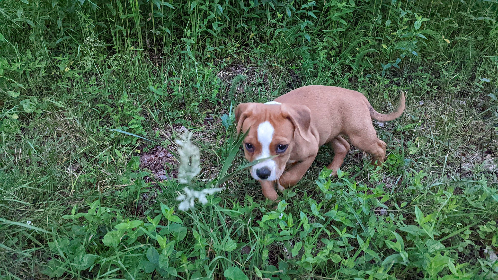 Callie Cat is registered to the contest to win money with this photo: carnivore, companion_dog, dog, dog_breed, fawn, flower, grass, groundcover, herb, herbaceous_plant, hound, liver, plant, scent_hound, shrub, sporting_group, tail, terrestrial_animal, terrestrial_plant, working_animal