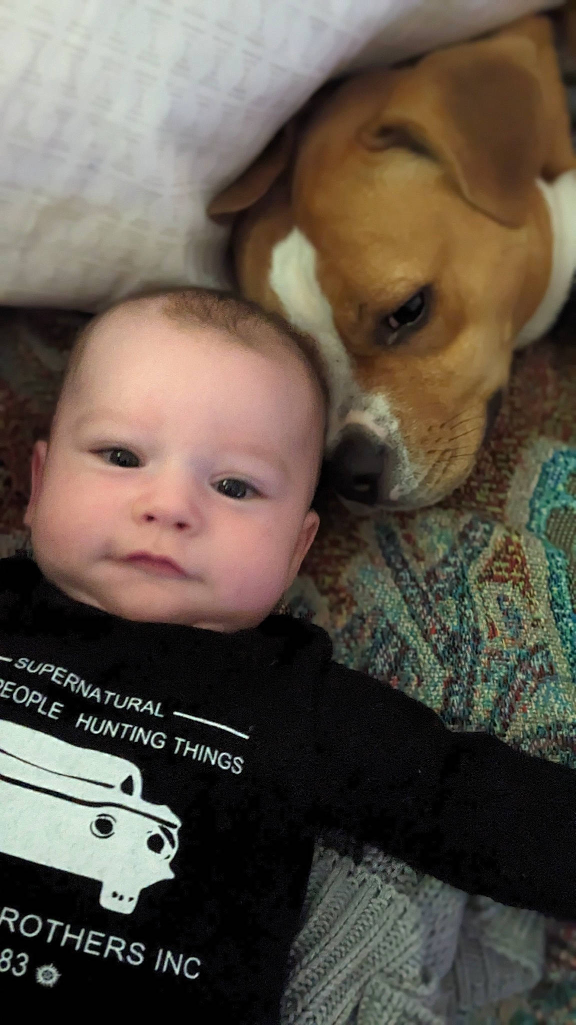 Callie Cat is registered to the contest to win money with this photo: baby, baby_toddler_clothing, carnivore, cheek, child, comfort, companion_dog, dog, dog_breed, fawn, fur, happy, nose, sitting, skin, sleeve, smile, t_shirt, toddler, whiskers