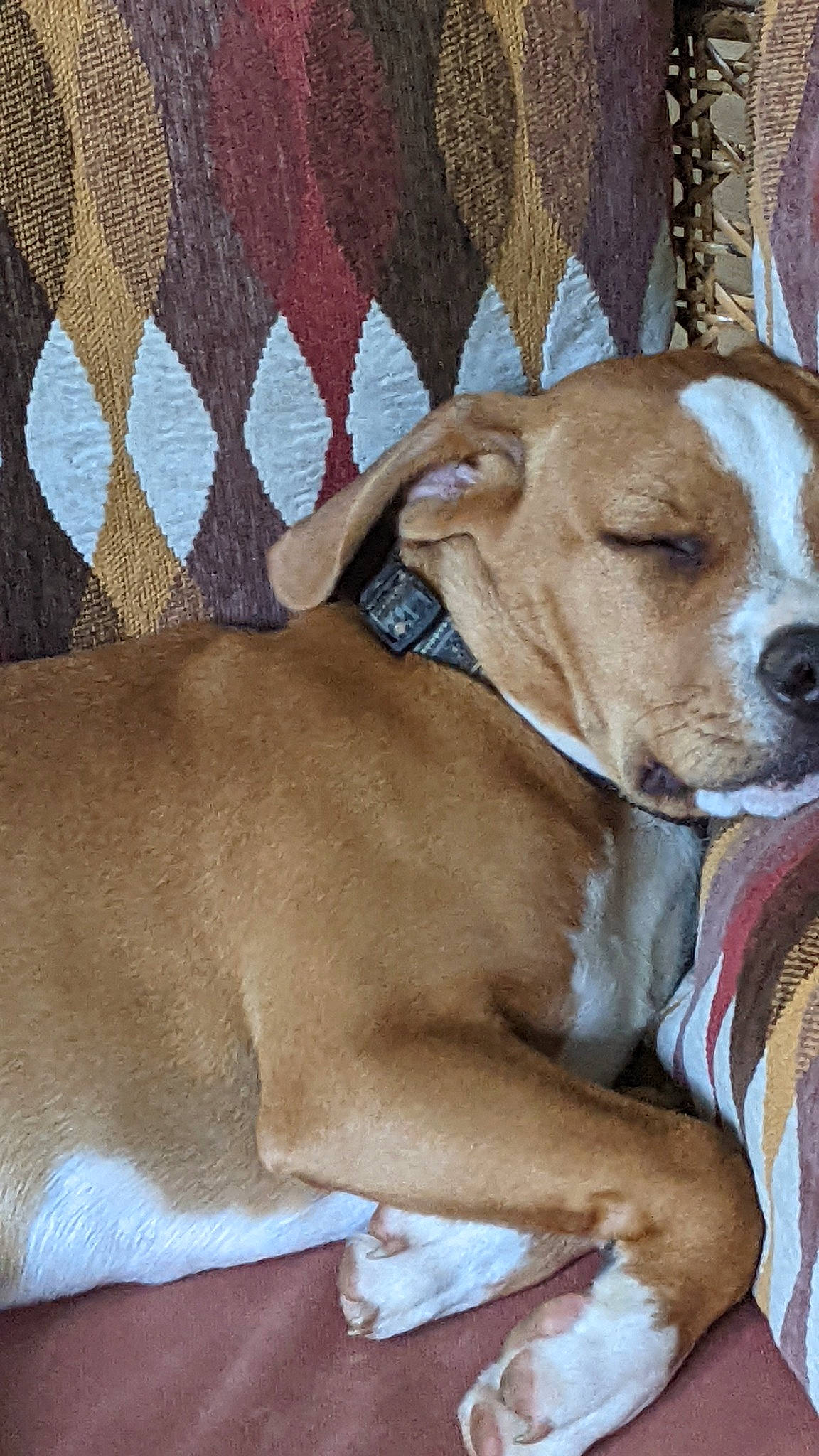 Callie Cat is registered to the contest to win money with this photo: canidae, carnivore, collar, comfort, companion_dog, dog, dog_breed, dog_collar, dog_supply, fawn, fur, guard_dog, liver, mesh, pet_supply, sighthound, snout, sporting_group, whiskers, working_animal