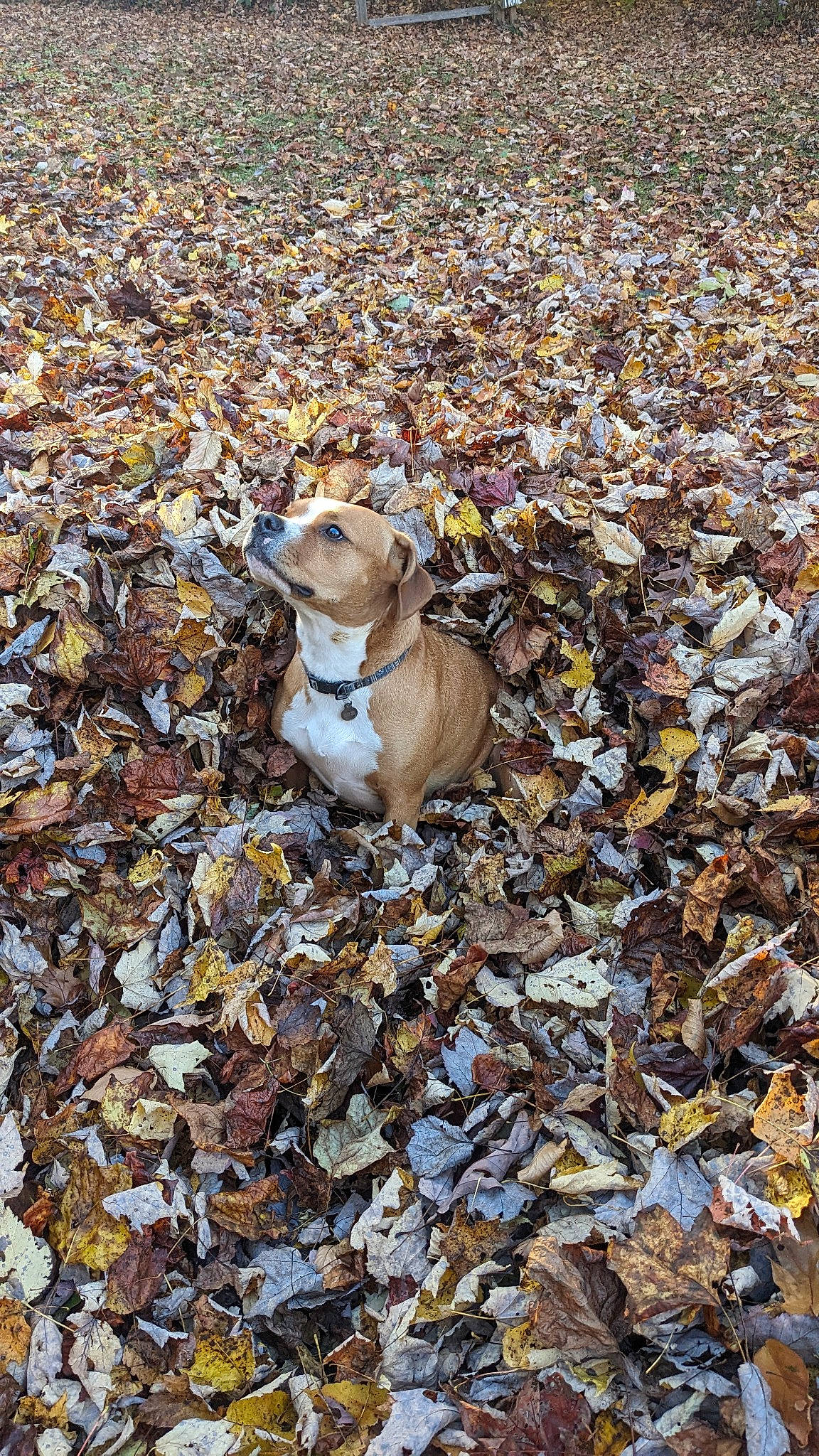 Callie Cat is registered to the contest to win money with this photo: autumn, bulldog, canidae, carnivore, companion_dog, deciduous, dog, dog_breed, fawn, grass, pebble, pet_supply, rock, sand, shadow, soil, sporting_group, tail, terrestrial_animal, wood