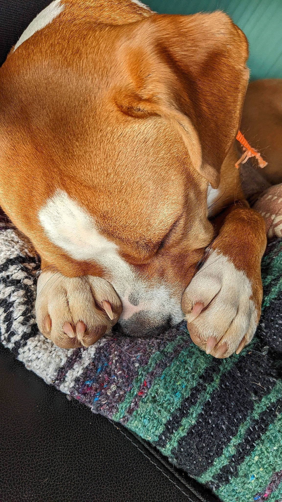 Callie Cat is registered to the contest to win money with this photo: bored, canidae, carnivore, comfort, companion_dog, dog, dog_breed, ear, fawn, foot, fur, liver, nap, paw, snout, sporting_group, whiskers, wood, working_animal, wrinkle