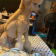 Anastasia joined the competition — help win amazing prizes! dog, poodle, pet, indoor, bed, blanket, polka_dot, fur, groomed, living_room, fan, television, foot, furniture, decor, household_items, curtains, door, orange_cup, plant