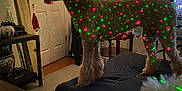 Anastasia joined the competition — help win amazing prizes! dog, poodle, living_room, christmas_tree, holiday_decor, laser_lights, furniture, carpet, door, table, couch, indoor, decorations, festive, pets, canine, holiday, lights, cozy, home