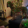 dog, poodle, living_room, christmas_tree, holiday_decor, laser_lights, furniture, carpet, door, table, couch, indoor, decorations, festive, pets, canine, holiday, lights, cozy, home