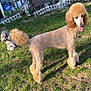 Anastasia is registered to the contest to win money with this photo: poodle, dog, outdoor, grass, yard, pet, animal, fence, sunlight, groomed, fluffy_tail, playful, domestic, cute, canine, nature, garden, daytime, two_dogs, happy