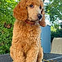 Anastasia is registered to the contest to win money with this photo: dog, poodle, puppy, curly_fur, outdoor, table, umbrella, greenery, collar, pet, cute, young, fluffy, animal, nature, summer, garden, sitting, closeup, daylight