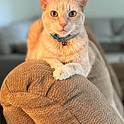 Pumpkin joined the competition — help win amazing prizes! cat, orange_tabby, collar, bell, couch, furniture, indoor, pet, animal, relaxed, looking_at_camera, close_up, texture, living_room, comfortable, feline, paw, home, domestic_cat, cute