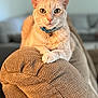 cat, orange_tabby, collar, bell, couch, furniture, indoor, pet, animal, relaxed, looking_at_camera, close_up, texture, living_room, comfortable, feline, paw, home, domestic_cat, cute