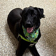 Loki joined the competition — help win amazing prizes! dog, black_dog, pet, bandana, green_bandana, leash, tongue_out, floor, speckled_floor, indoor, happy, panting, canine, animal, paw, sitting, looking_up, domestic_animal, footwear, toenails