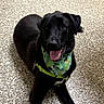dog, black_dog, pet, bandana, green_bandana, leash, tongue_out, floor, speckled_floor, indoor, happy, panting, canine, animal, paw, sitting, looking_up, domestic_animal, footwear, toenails