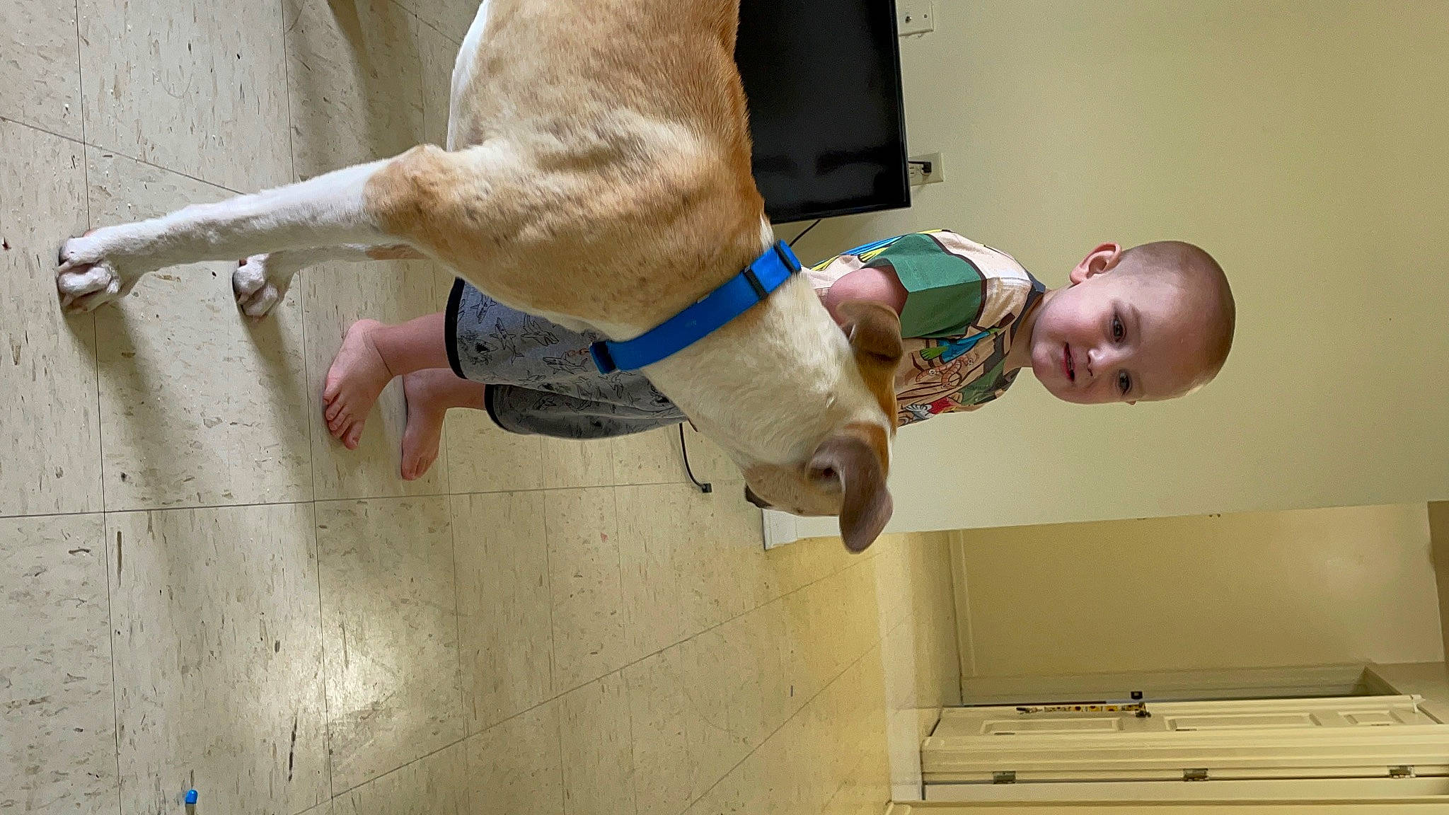 Josiah is registered to the contest to win money with this photo: carnivore, chest, collar, competition, dog, dog_breed, elbow, fawn, foot, fun, human_leg, knee, person, recreation, room, shorts, sportswear, street_fashion, thigh, working_animal