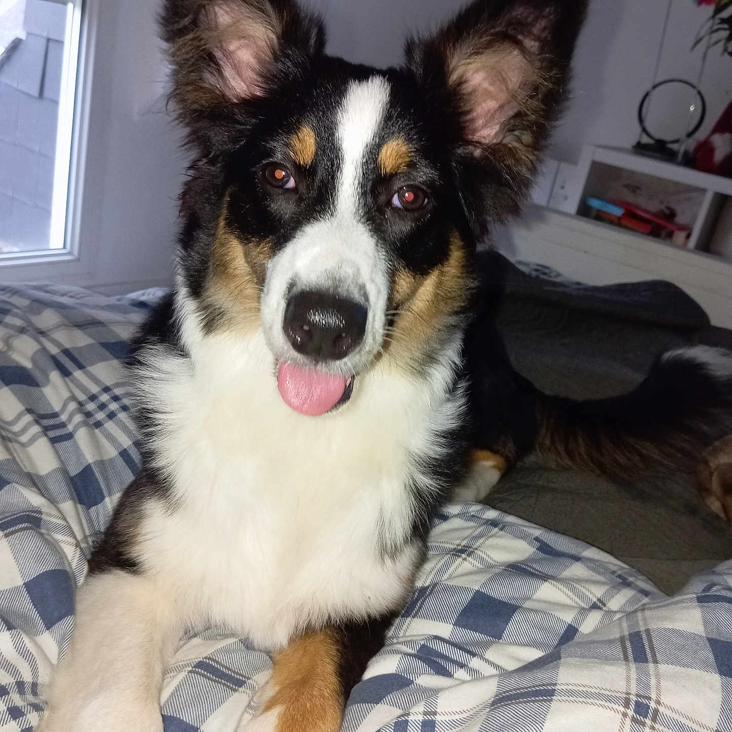 Maya a rejoint le concours — aidez-le/la à gagner de superbes lots ! animal, bed, blanket, canine, cute, dog, domestic_animal, ears, fur, furniture, indoor, muzzle, nose, pet, plaid, resting, room, tail, tongue_out, window