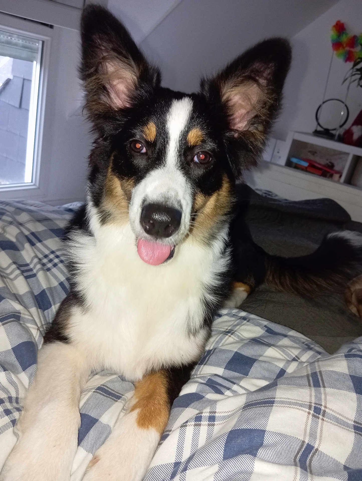 Maya a rejoint le concours — aidez-le/la à gagner de superbes lots ! dog, pet, bed, plaid, indoor, tongue_out, fur, ears, window, blanket, domestic_animal, canine, resting, cute, animal, muzzle, nose, tail, room, furniture