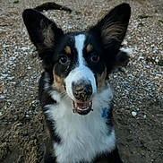 Maya participe au concours pour gagner de l'argent avec cette photo : dog, animal, pet, outdoor, sand, playful, cute, ears, fur, nose, black_and_white, brown, happy, closeup, face, collar, nature, ground, excited, canine
