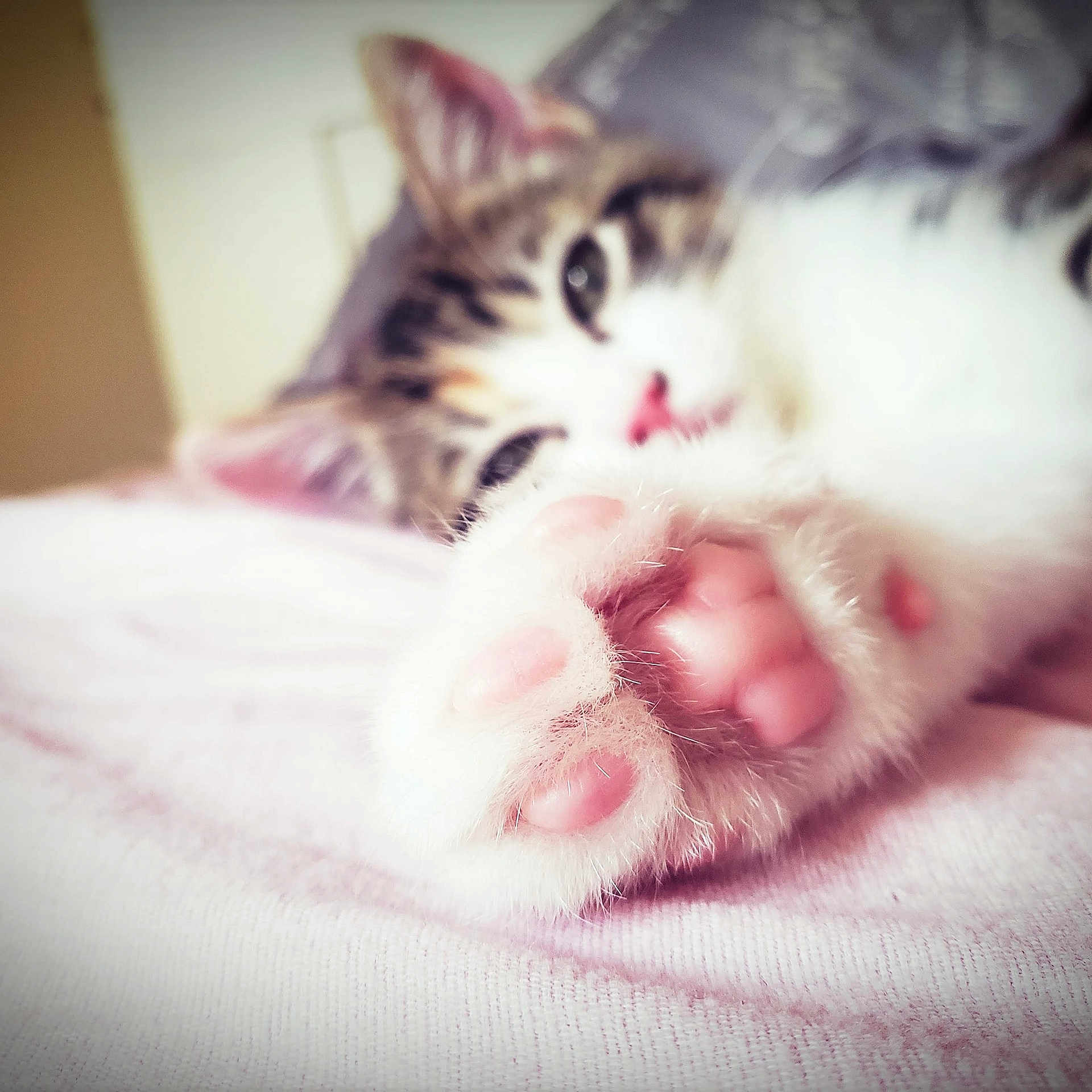 Harlie is registered to the contest to win money with this photo: baby, carnivore, cat, cheek, child, ear, european_shorthair, eye, face, felidae, fur, kitten, nose, organ, paw, skin, sky, small_to_medium_sized_cats, snout, whiskers