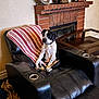 Rusty joined the competition — help win amazing prizes! dog, leather_chair, striped_blanket, fireplace, brick, clock, framed_photos, living_room, pet, sitting, black_and_white, relaxed, furniture, home_interior, cozy, recliner, wall, decor, domestic_animal, indoor