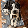 puppy, dog, black_and_white, spotted, lying_down, kitchen_mat, coffee_cup_pattern, wooden_floor, wooden_cabinet, indoor, pet, animal, cute, young_dog, looking_up, floor_mat, domestic, relaxed, canine, spot_pattern