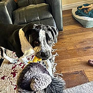 Rusty joined the competition — help win amazing prizes! dog, toy, living_room, rug, leather_chair, wood_floor, dog_bed, pet, black_and_white, playful, indoor, furniture, home, carpet, animal, pet_toy, fur, looking, cute, domestic