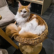 Ultimo participe au concours pour gagner de l'argent avec cette photo : animal, basket, calm, cat, chair, cozy, curious, domestic, ears, floor, fluffy, furniture, indoor, looking, orange_and_white, pet, seated, tail, whiskers, wooden
