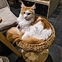 animal, basket, calm, cat, chair, cozy, curious, domestic, ears, floor, fluffy, furniture, indoor, looking, orange_and_white, pet, seated, tail, whiskers, wooden