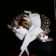 Max Et Mia participe au concours pour gagner de l'argent avec cette photo : aegean_cat, american_wirehair, asian, carnivore, cat, ear, european_shorthair, felidae, fur, kitten, leg, paw, photo_caption, small_to_medium_sized_cats, tail, whiskers