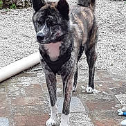 Niro participe au concours pour gagner de l'argent avec cette photo : akita, akita_inu, black_norwegian_elkhound, canidae, carnivore, dog, dog_breed, hokkaido, jamthund, kai_ken, mammal, norwegian_elkhound, rare_breed_dog, shikoku, spitz, vertebrate, working_dog