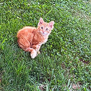 Garfeild is registered to the contest to win money with this photo: kitten, cat, orange_cat, grass, outdoor, pet, animal, feline, young_cat, nature, cute, small, fluffy, greenery, playful, sitting, curious, ears_up, whiskers, fur