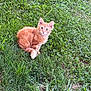 kitten, cat, orange_cat, grass, outdoor, pet, animal, feline, young_cat, nature, cute, small, fluffy, greenery, playful, sitting, curious, ears_up, whiskers, fur