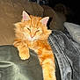 Garfeild is registered to the contest to win money with this photo: cat, orange_cat, fluffy, pet, feline, paw, couch, blanket, indoor, relaxed, sleepy, fur, animal, cozy, home, curtain, resting, stretching, comfort, mammal