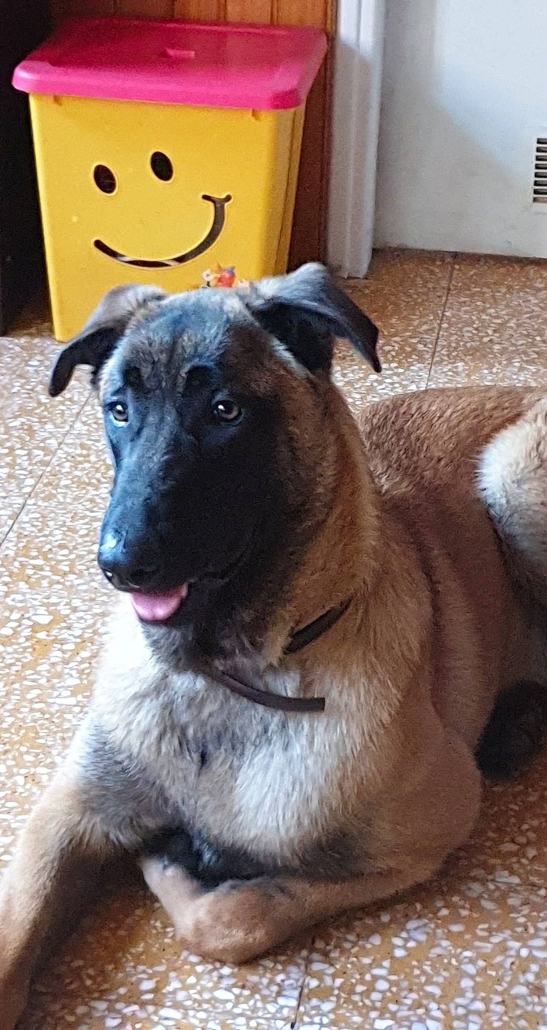 Poker participe au concours pour gagner de l'argent avec cette photo : belgian_shepherd, belgian_shepherd_malinois, canidae, carnivore, dog, dog_breed, fawn, mammal, rare_breed_dog, snout, sporting_group, street_dog, vertebrate