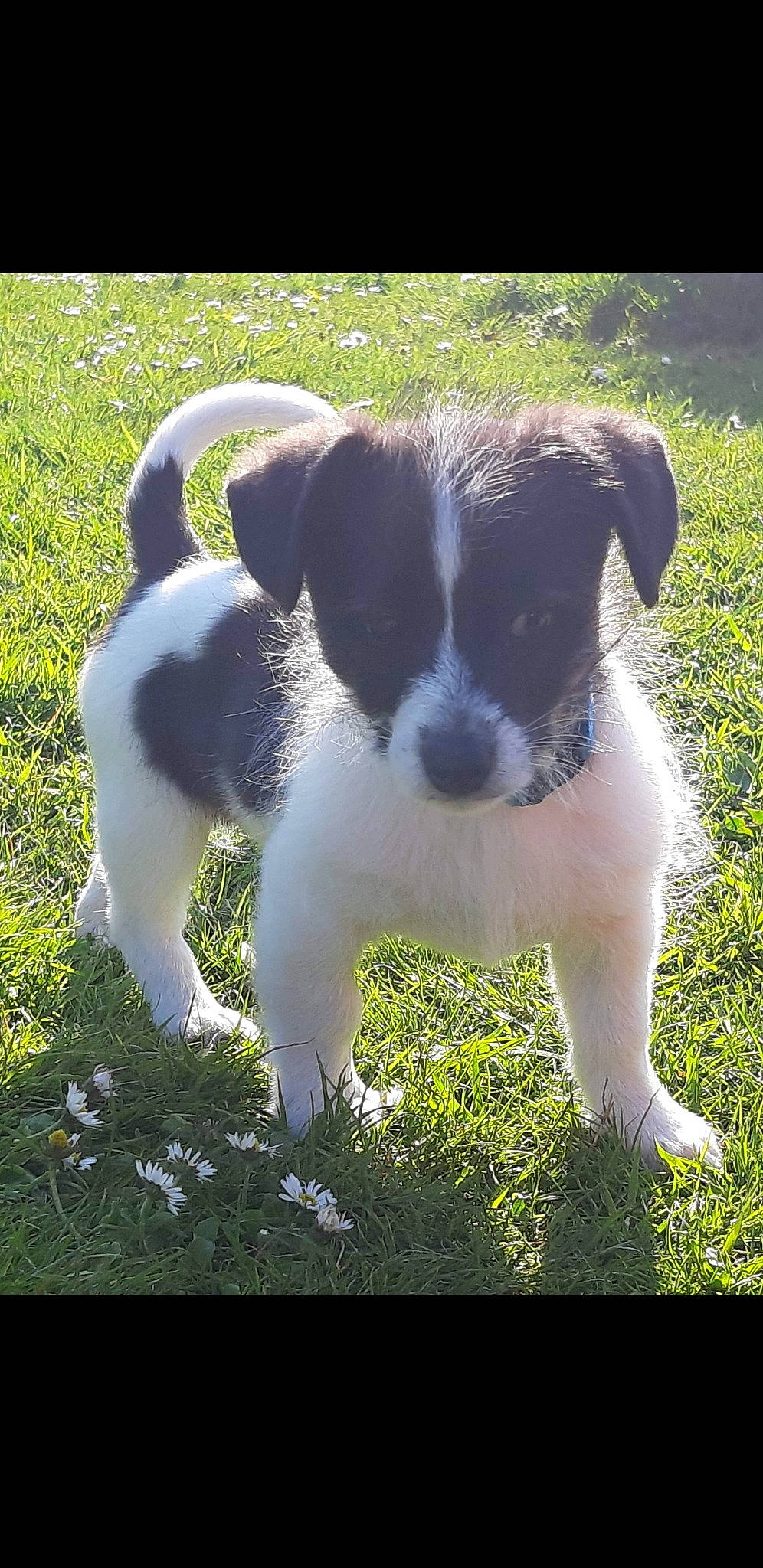 Ralph participe au concours pour gagner de l'argent avec cette photo : canidae, carnivore, chilean_fox_terrier, companion_dog, danish_swedish_farmdog, dog, dog_breed, fox_terrier, jack_russell_terrier, landseer, mammal, parson_russell_terrier, puppy, rare_breed_dog, smooth_fox_terrier, snout, sporting_group, terrier, vertebrate