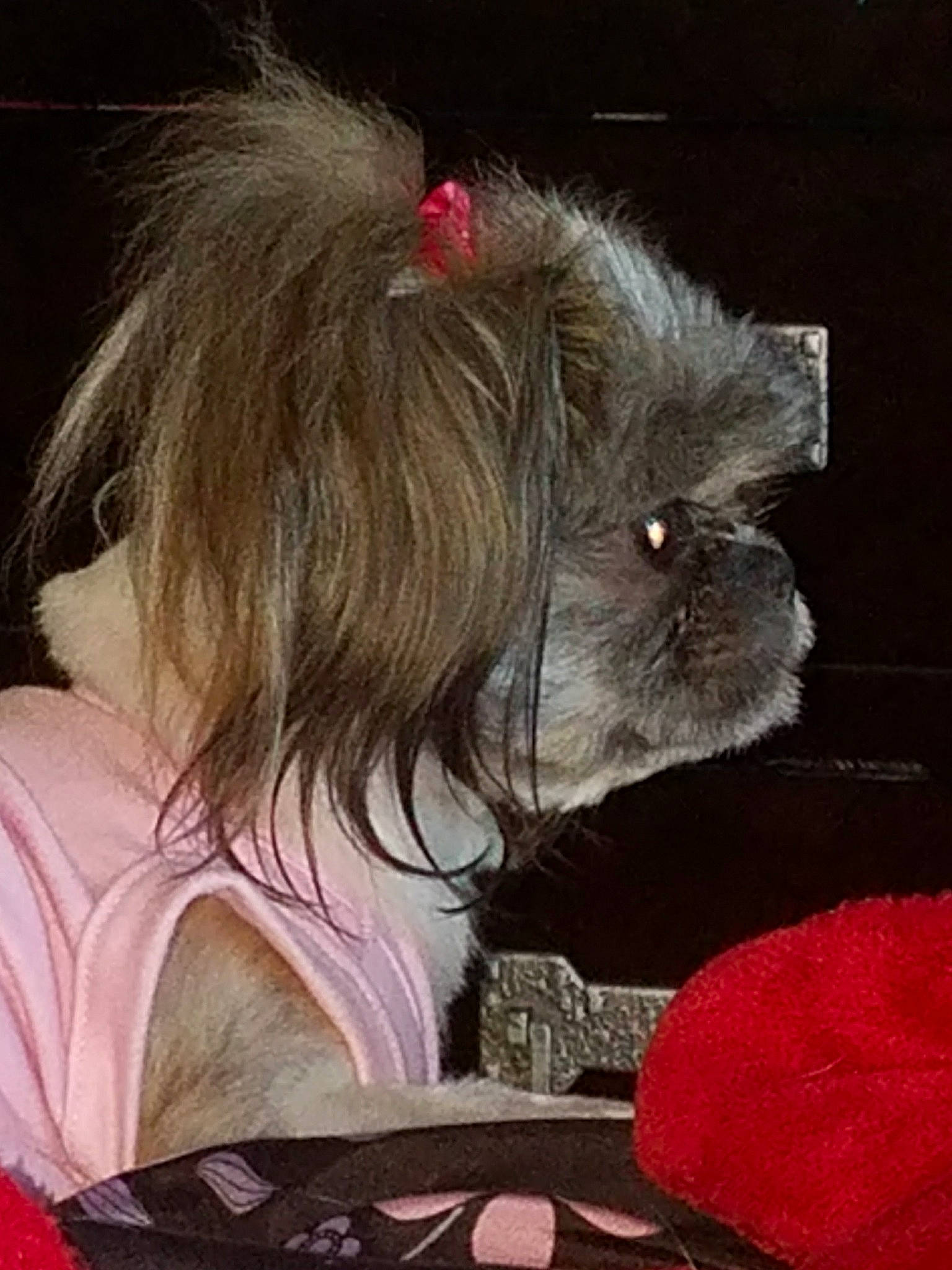 Miracle Joy joined the competition — help win amazing prizes! canidae, carnivore, companion_dog, dog, dog_breed, dog_supply, ear, fawn, felidae, flesh, fur, liver, small_terrier, small_to_medium_sized_cats, snout, sporting_group, tail, terrier, toy_dog, whiskers