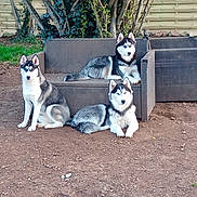 Baudino participe au concours pour gagner de l'argent avec cette photo : animal, backyard, blue_eyes, canine, dirt, dog, fur, furniture, grass, nature, outdoor, pet, relaxing, resting, siberian_husky, sitting, sofa, three_dogs, tree, wooden_fence